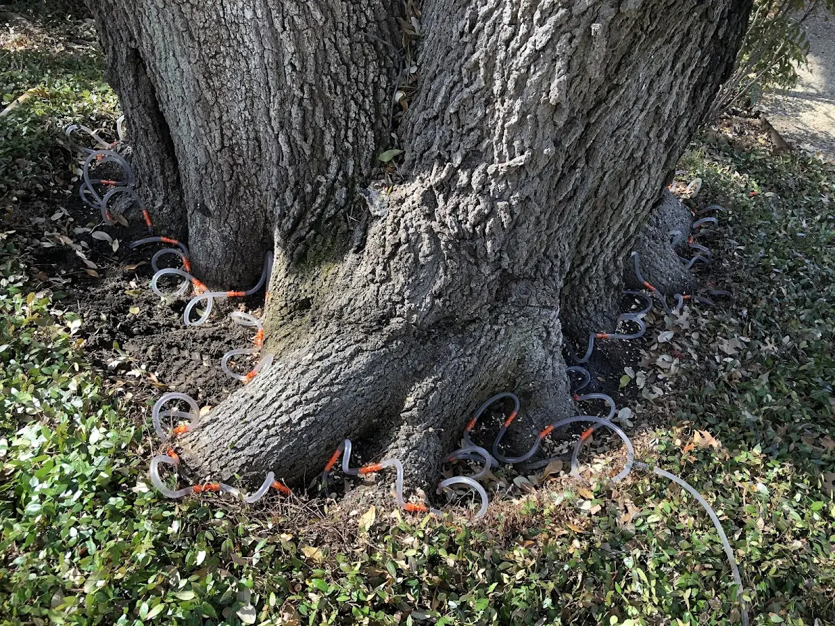 Detailed Tree Cabling and Bracing job site in Welton