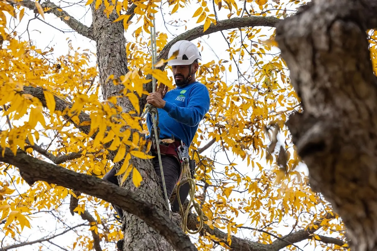 Skilled Tree Trimming crew working in Welton